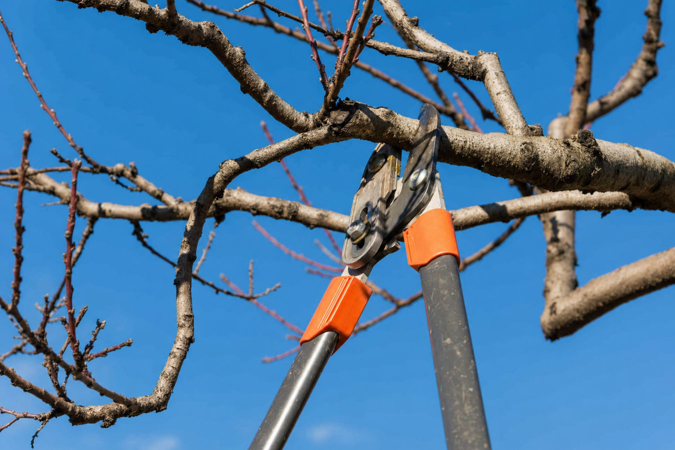 Tree trimming